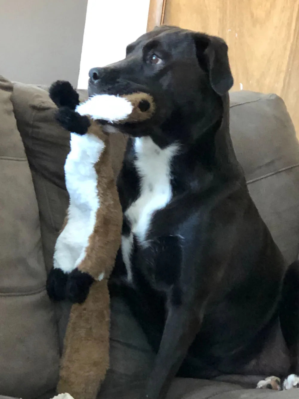 Juguete para perros Crinkle Critter sin relleno: peluche chirriante y sin ensuciar para todas las razas